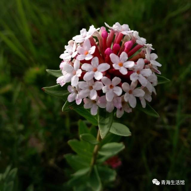 狼毒花介绍:狼毒花多年生草本植物,是一种长在高原地带的花,狼毒花又