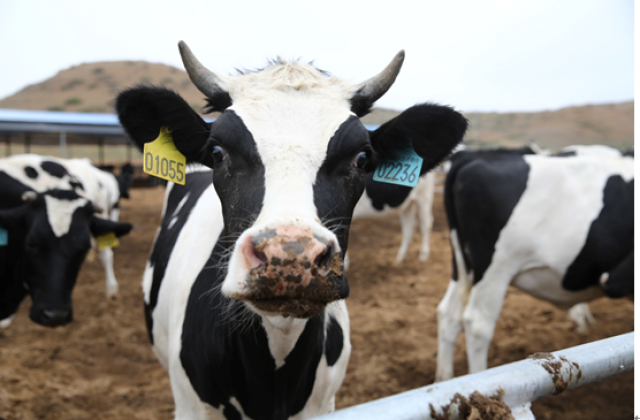 奶牛犊牛期的饲养管理及代粉的选择
