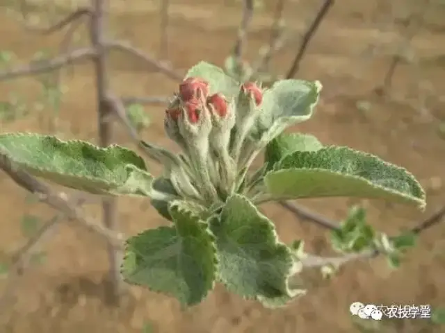 【技术贴】苹果周年管理之一:显蕾,开花,坐果