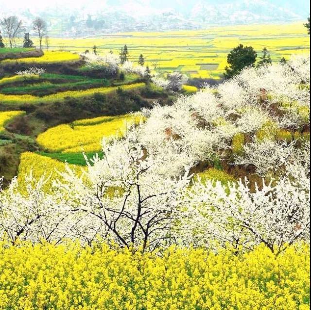 每年三月,初春时节,贵定音寨的万亩油菜花总是开得金灿灿的,仿佛漫山
