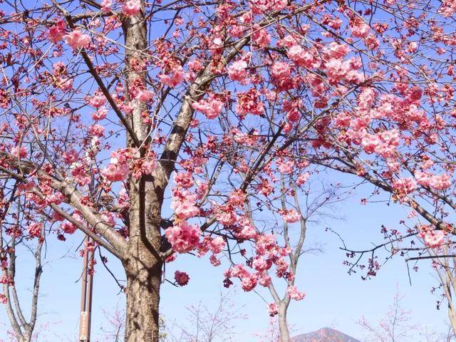 你好,这里是丽江樱花大道