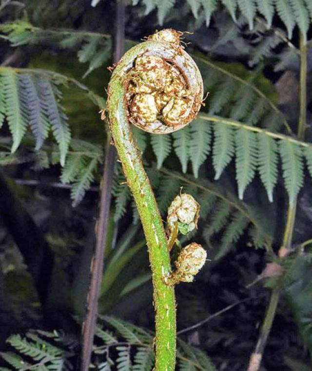 台湾桫椤的叶芽 常见植物的种子落在适宜的土壤上就能生根发芽,长成