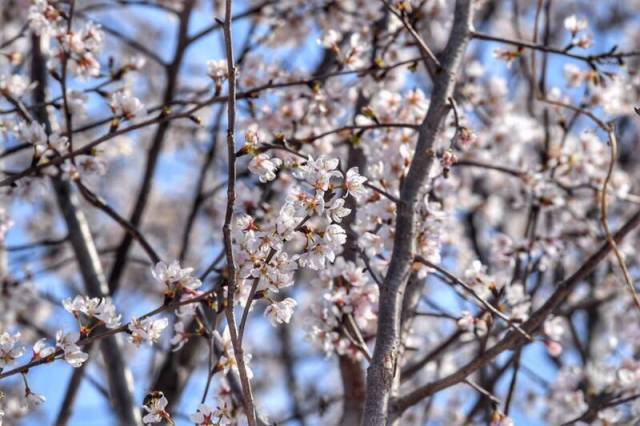 朝花三月 樱满京城 北京最大樱花园落户蓝调庄园