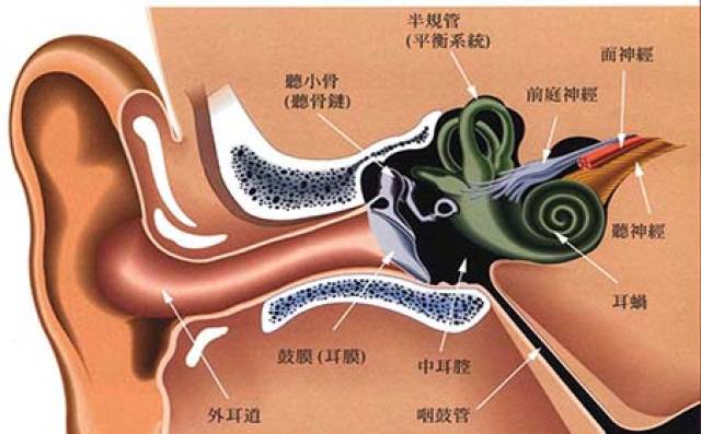 基底膜受震动后,网状层产生微孔,使内淋巴渗入,同样可引起钾离子过高