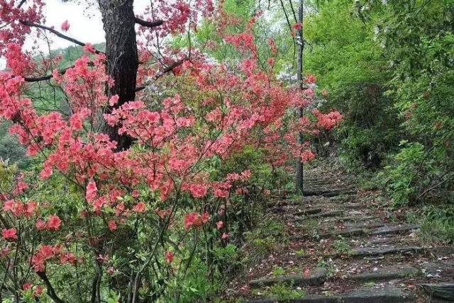 11,第六届祁门大洪古道杜鹃花会