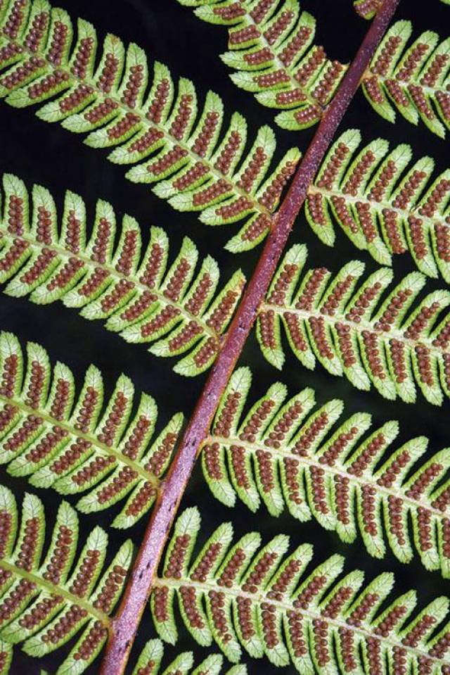 台湾桫椤的孢子囊群长在叶片背部,成熟时呈褐色. 高6米 风吹易倒伏