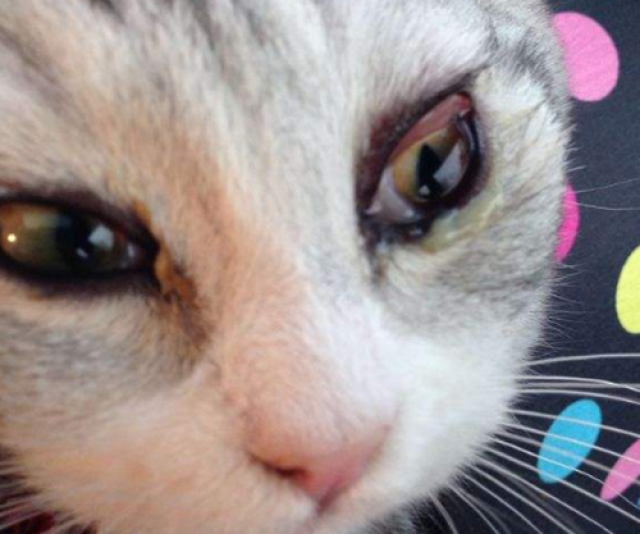 小猫天生第三眼睑外露,猫第三眼睑外露病因