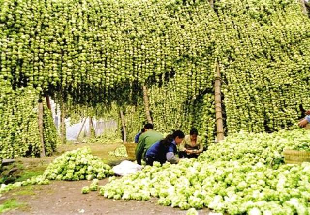 重庆涪陵:全产业链打造世界榨菜之乡