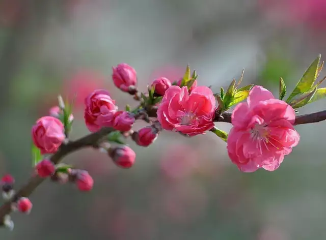 三月桃花开,送给朋友们!美醉了