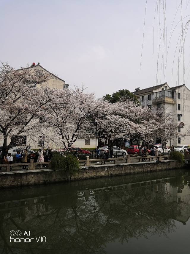 今年又见桃花源,常熟桃花街亮了