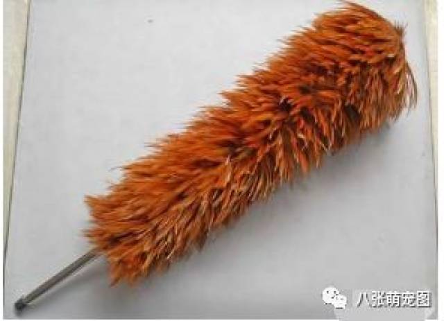 鸡毛掸子使用方法视频讲解 3da4248fa86a44f999da213b24516a7a.jpeg