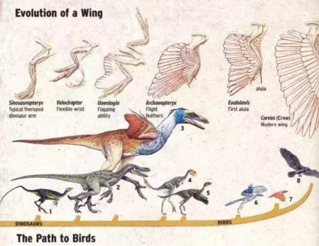 但在主流科学界,已经基本认定 现代鸟类就是由兽脚类恐龙演化而来的