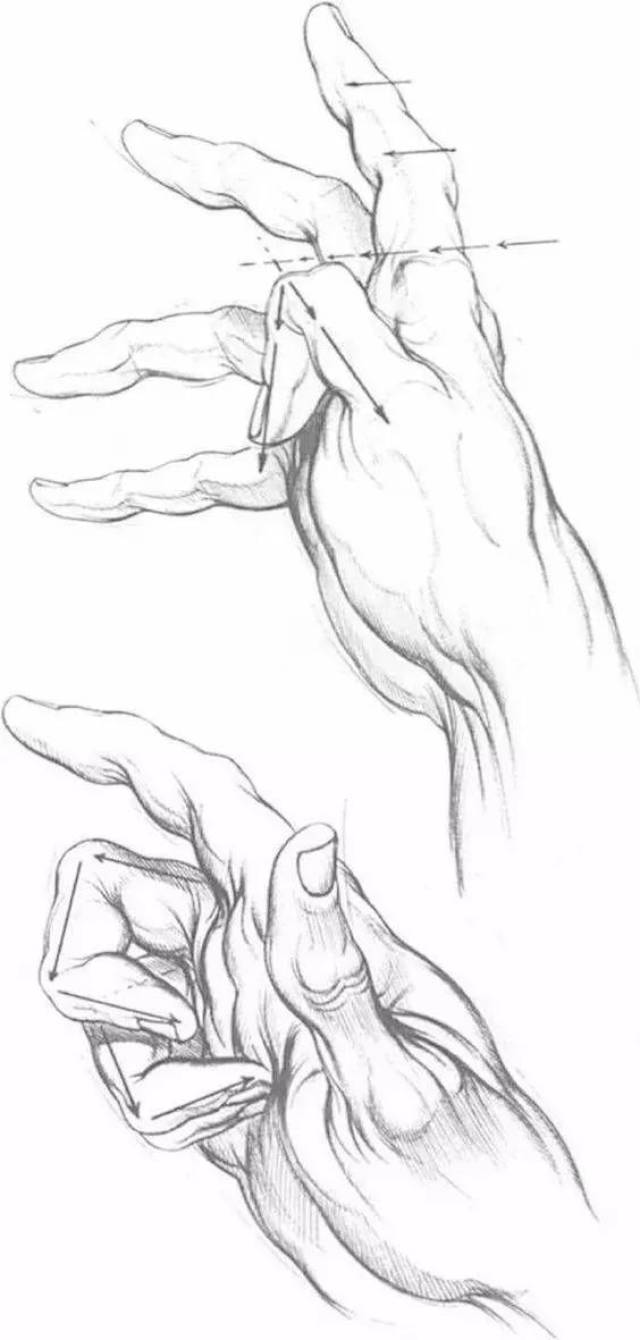 手的结构透视 · 研究手的透视,是画好手的基础 每根手指的顶面,侧面