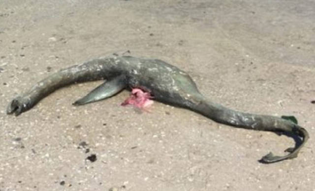 但是当他走近后,他看到那个死亡生物的样子更加像尼斯湖水怪.