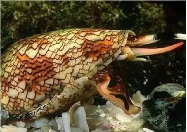 【科普】十大剧毒海洋生物,外表是如此惊艳