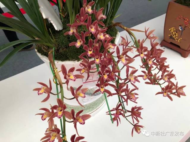 先睹为快!韶关翁源"兰博会"告诉你,兰花可以有多美(贵)