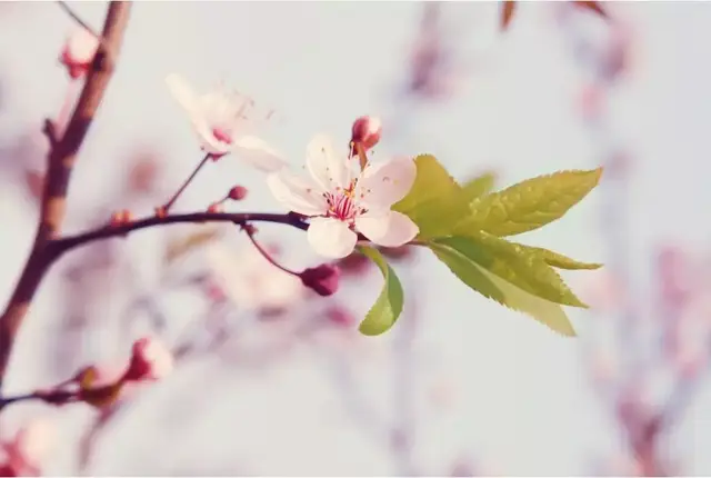 —— 苏轼《桃花》 —— 齐己《桃花》 来源网络,微信关注"婺源旅游