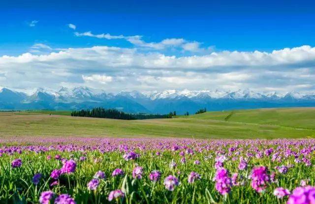 在新疆有种春天,叫伊犁