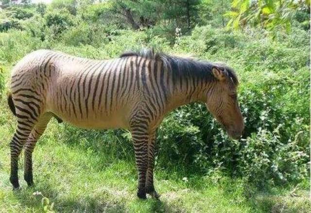 黄色片动物马交配