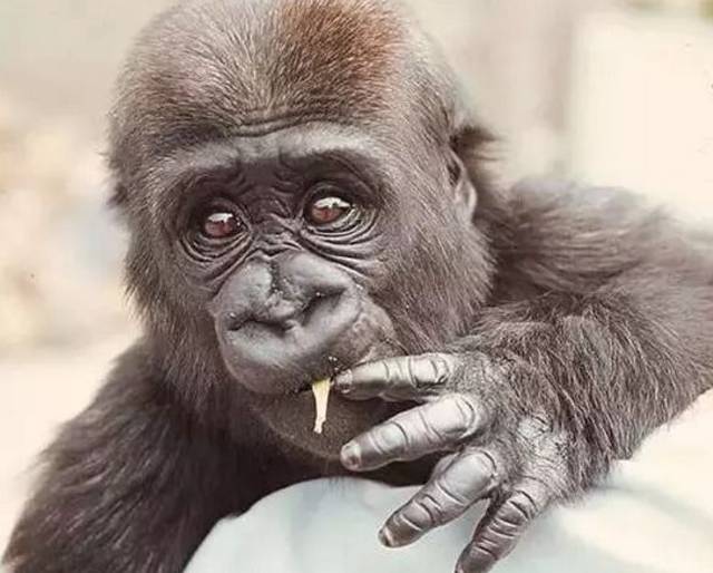 最有名的"成精"动物,是美国的一只大猩猩,名叫koko,1971年出生于美国
