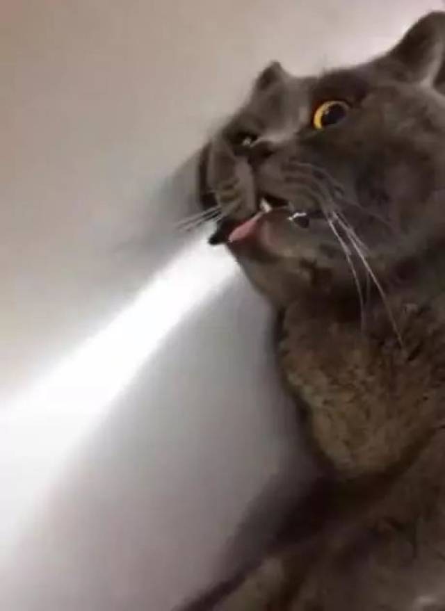 你看这表情是不是很像死了