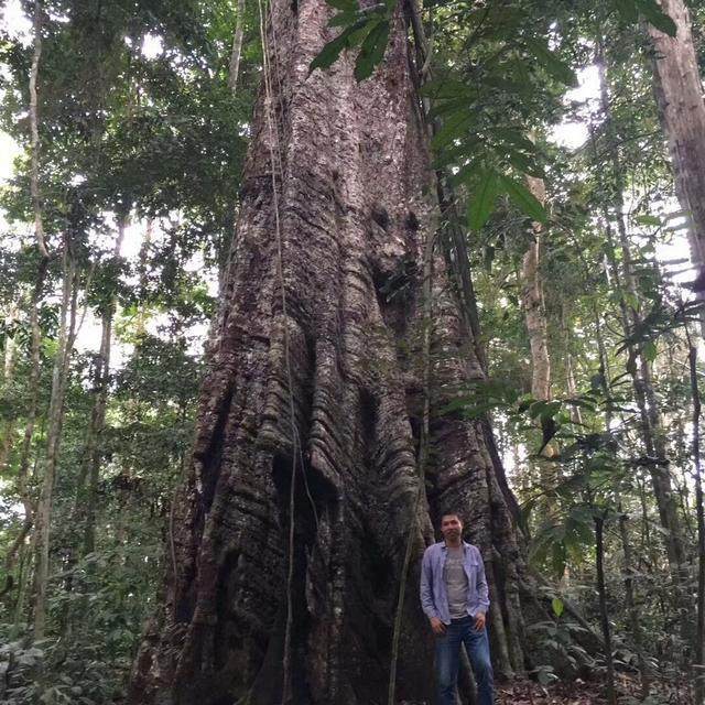 这是一种生长在非洲原始丛林里的大树