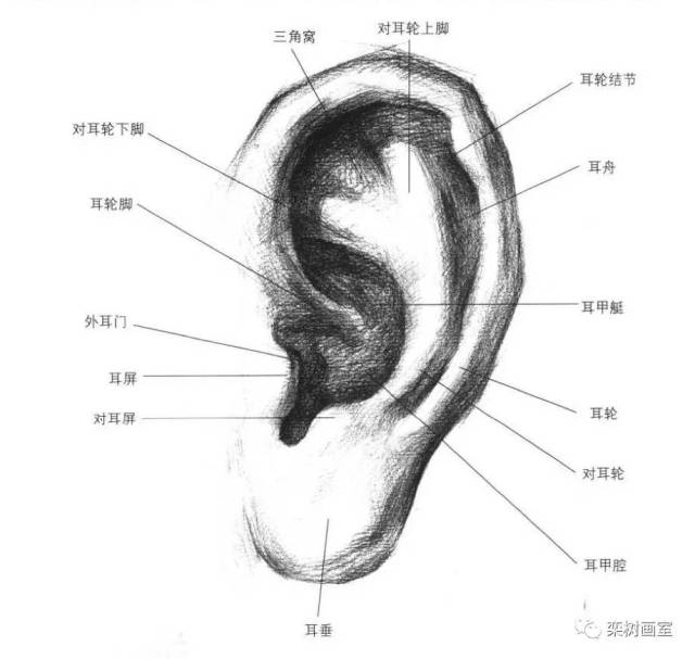 侧边脸或是颧骨没有画好,改来改去都没效果,那么,这时可能是耳朵没画