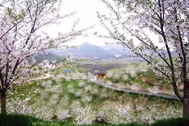 地址:余杭区瓶窑镇塘埠村(杭州浪漫樱花谷)