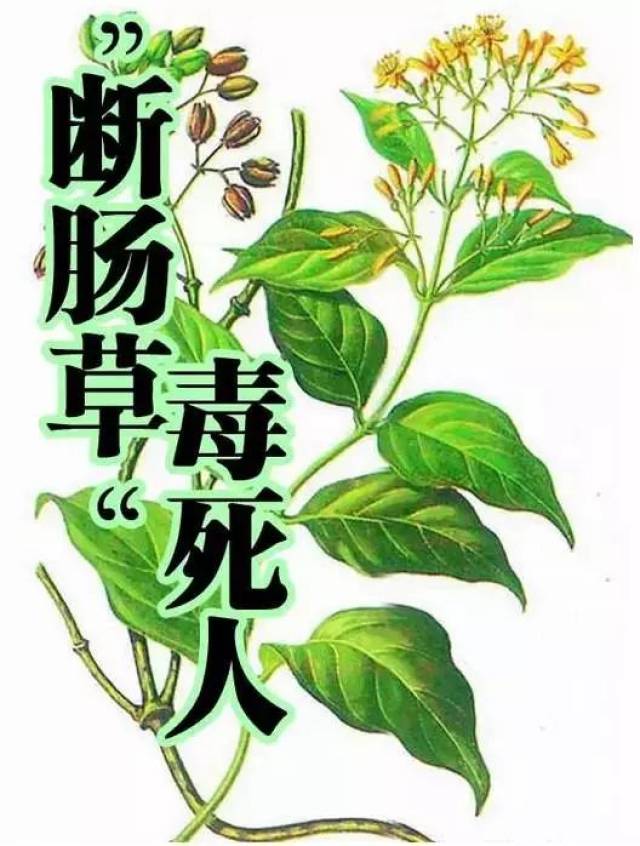 这些有剧毒的植物就在我们身边.