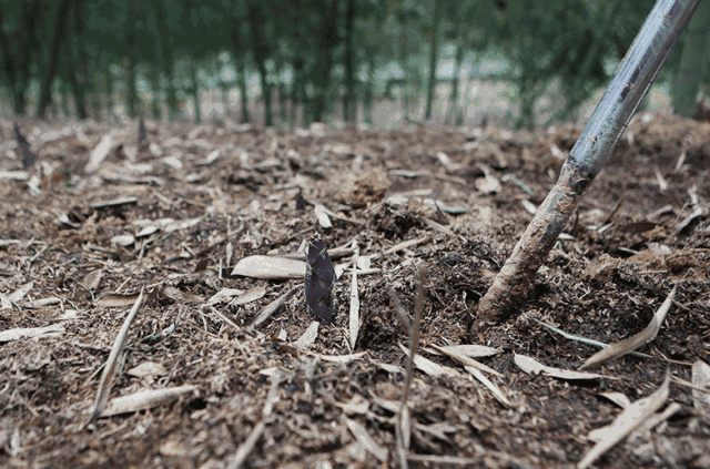 明月村色正好,蒲江雷笋露出尖尖角