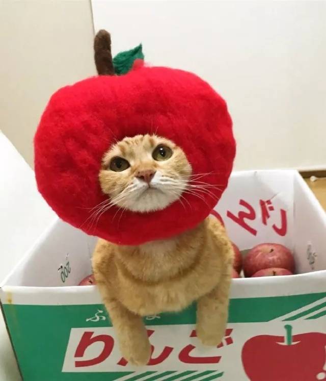 网友把猫咪打扮成各种美食的样子,超萌!