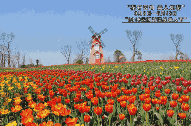 映衬这大好时光 云澜湾一年一度的花海盛宴
