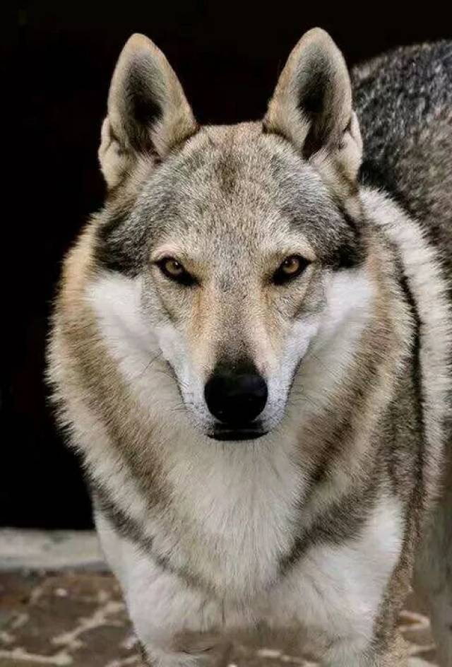 【为捷克狼犬正名】长得像狼但它不是狼,是已认证的犬
