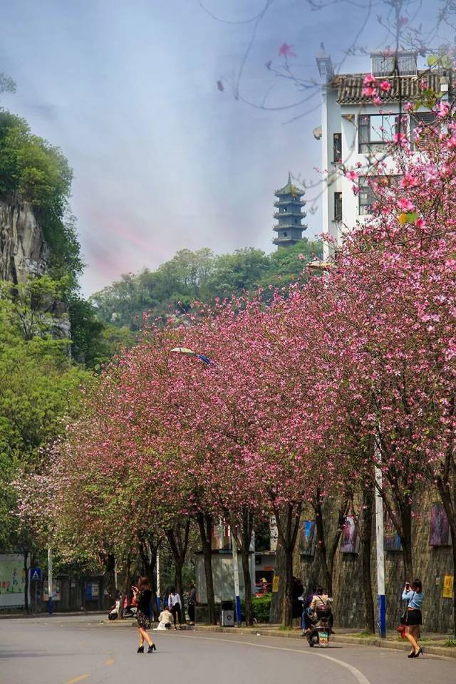 一夜之间,柳州紫荆花竟开成这样了!不好意思,又要让全国都羡慕了!