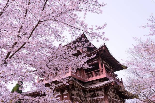 春满中国·最西安 青龙寺樱花