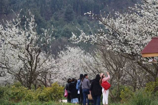 "怒放,是李花的性格;小编想说"正好一夜春风来,千树万树李花开,雪白