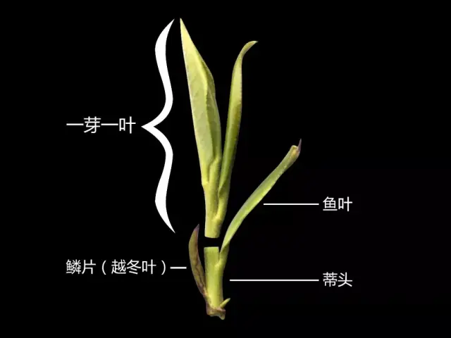 һѿһҶ,Ѱ׵Ĺ