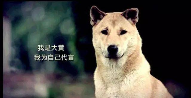 网红柴犬丸太郎登上时尚杂志,气质不输超模哦!