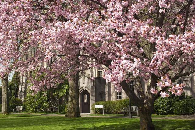 伸展成了粉红的走廊 樱花树下 民乐悠扬 理科生和古乐也能相得益彰