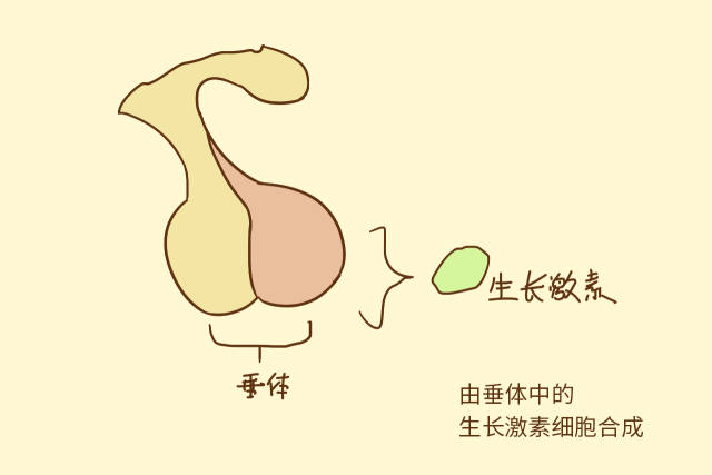 所以说促进孩子身体生长激素的分泌,就能促进孩