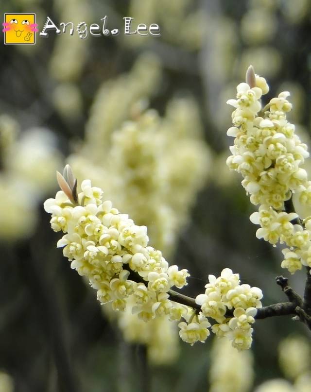 图为大山里的精华山苍子花