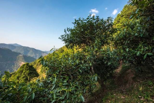 魔鬼身材 天使味道—普洱墨江凤凰窝小记