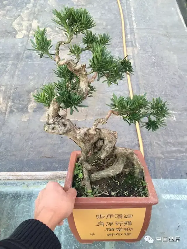 罗汉松盆景欣赏与养护