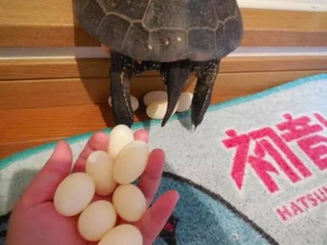 网友:我家乌龟又下蛋,太多颗…只好煎来吃了!