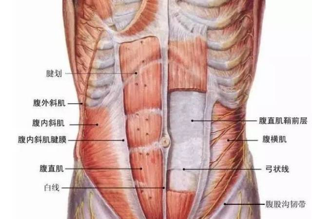 腱划把腹直肌分成一块块的,而腱划构造不可能完全相同,所以腹肌会出现