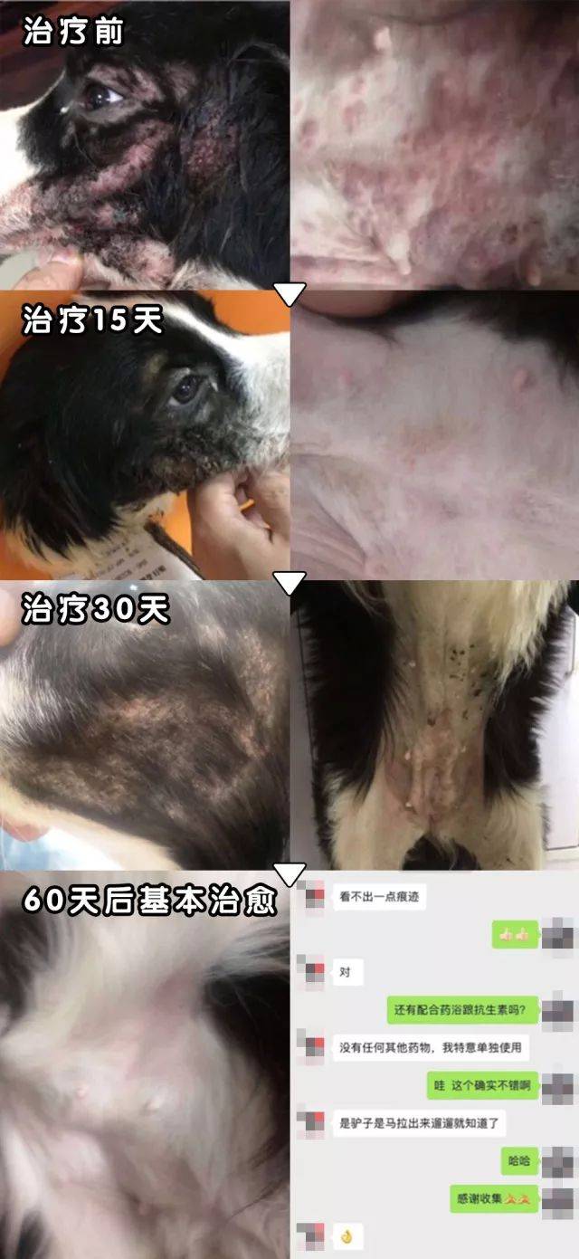 据研究表明,口服尼可信可在 两个月内有效治疗犬全身性蠕形螨病!