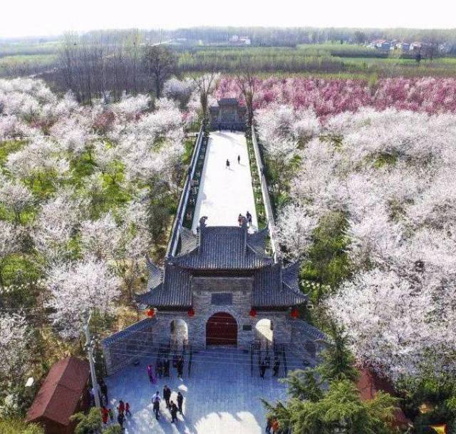 鄢陵唐韵樱花 玉兰 油菜花 鹤鸣湖!