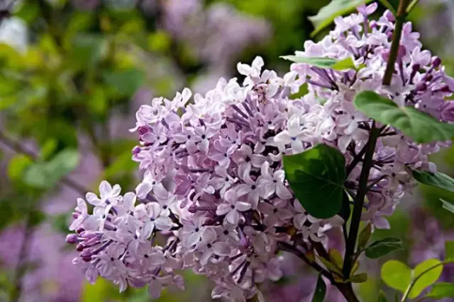 丨其他赏丁香花好去处丨五月婷婷丁香手机在线观看图片