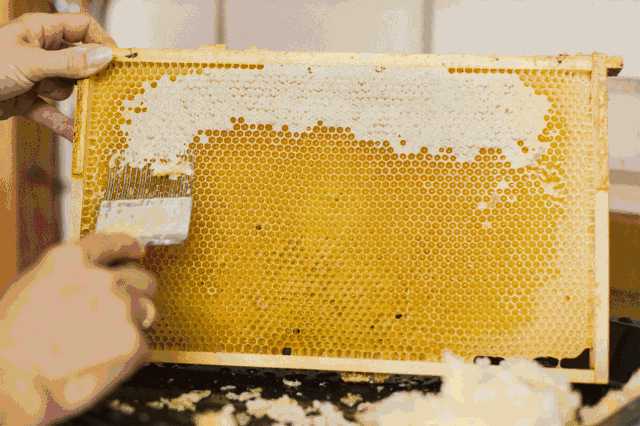 不会毁坏蜂巢, 蜜蜂们得以繁衍生息.