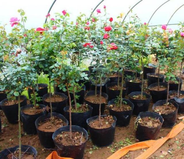 月季树的嫁接方法及管理分享(图1) 月季树的嫁接方法及管理分享(图1)